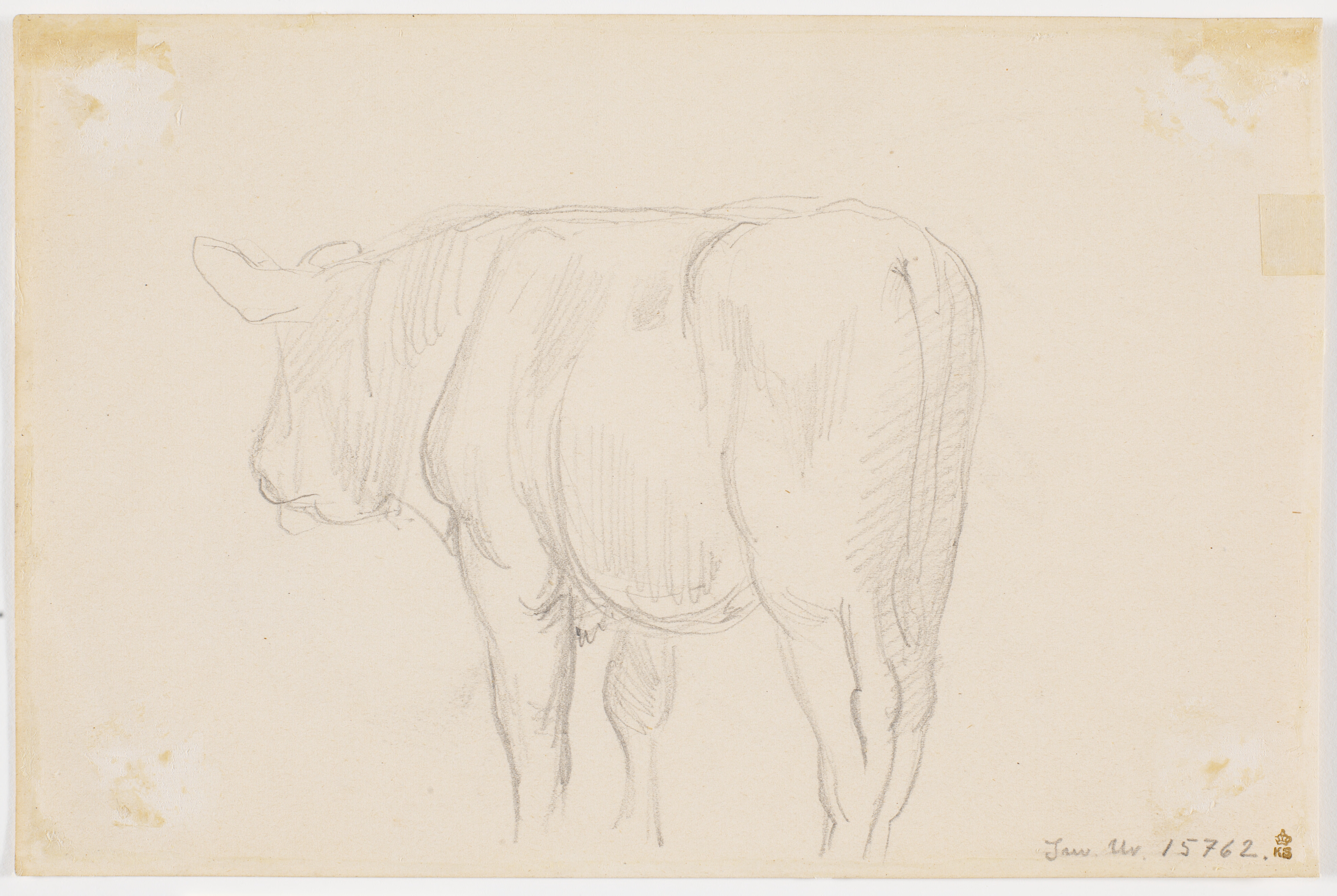 En stående ko set bagfra